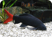 Como Montar um Aqurio