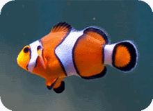 O Melhor Curso de aquariofilia